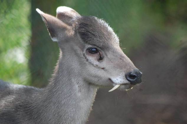 #1. Tufted Deer