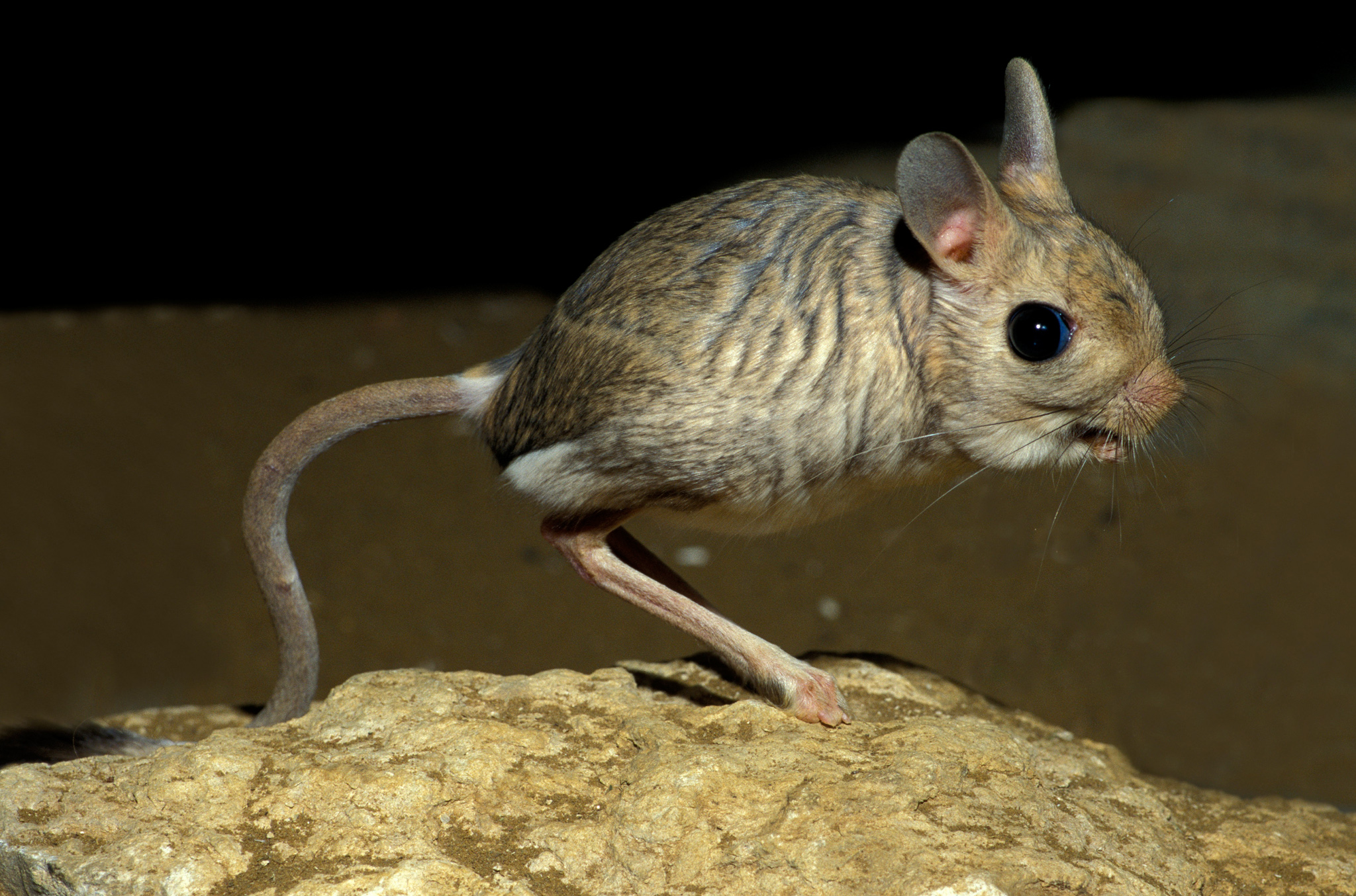 Desert Jerboa (Jaculus jaculus). Captivity.
